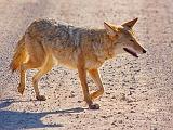 Bosque Coyote_72593